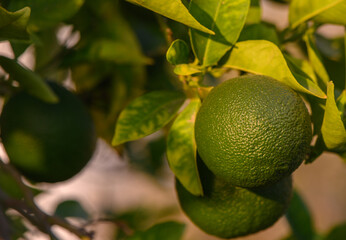 Ripening Green Oranges on Citrus Tree Branches in Cyprus