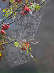 A spider web woven into the branches of a mountain ash with a dragonfly dancing beside it