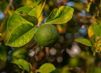 Green Citrus Fruit Ripening in Garden, Cyprus