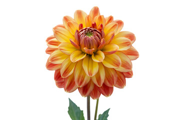 Beautiful Orange and Yellow Dahlia Flower Isolated on Transparent Background