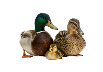 Mallard Duck Family: Parent Ducks with Ducklings on white background