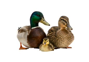 Mallard Duck Family: Parent Ducks with Ducklings on white background