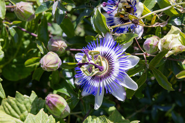 Passiflora flower blooming in a summer garden. 