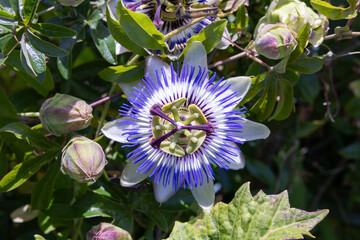 Passiflora flower blooming in a summer garden. 