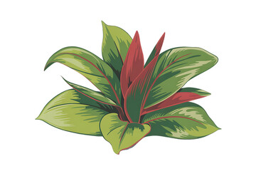 A lush green plant with red accents, isolated on transparent background