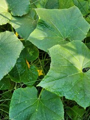 green leaf on the ground