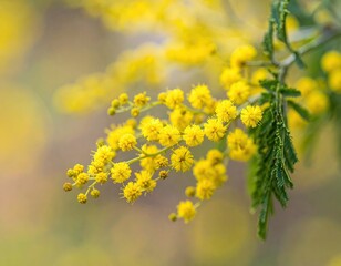 Vibrant yellow mimosa flowers bloom on a branch, showcasing the beauty of spring and nature. Delicate blossoms with soft green leaves against a warm, sunlit background.