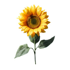Obraz premium A vibrant yellow sunflower with green leaves and stem isolated on transparent background