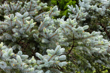 Beautiful new shoots of picea pungens in spring in forest.