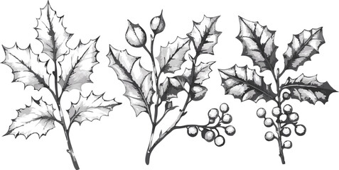 Fototapeta premium Vintage botanical illustration of three holly branches with berries and leaves in black and white