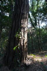 CORTECCIA DI ALBERO ANTICO