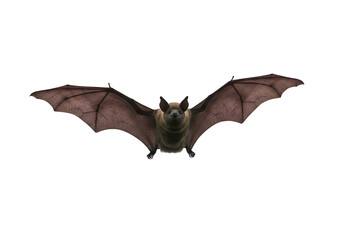 Fototapeta premium Brown Bat in Flight, Isolated on Black on white background