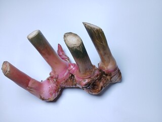 galangal or alpinia galanga isolated in white background