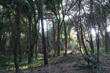 SOLE CHE ENTRA NE SOTTOBOSCO