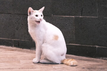 An expressive and candid portrait of a cute white cat captured in a moment of surprise, with its mouth open as if talking or meowing against a clean, dark background.