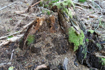 MUSCHIO SULLE RADICI