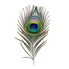 peacock feather isolated on white