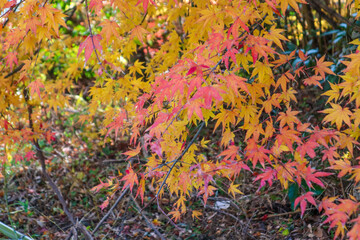 Leaves of maple which turned red and yellow