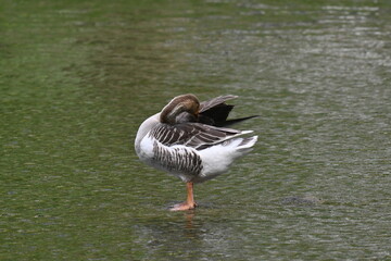 Um bel&iacute;ssimo ganso dando a sua gra&ccedil;a no lago do jardim do Museu da Rep&uacute;blica - Catete - RJ 