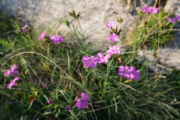 FIORI SPONTANEI DI MONTAGNA