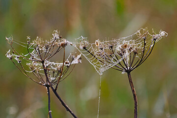 spider web in the morning dew