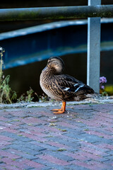 close-up of a duck standing on a path and sleeping