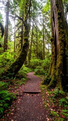 Lush forest path winding through moss-covered trees
