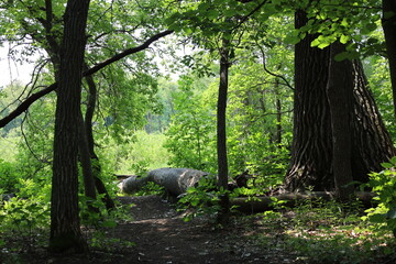 Fototapeta premium thick fallen tree trunk, log lying in shade on boreal forest floor, rich greenery, sunshine (summer, sunny, green)