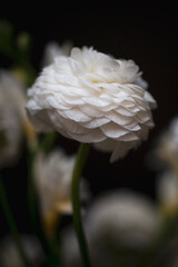 white flower on the black background