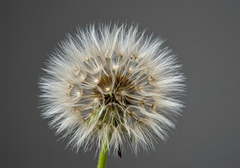 Close-up of a fluffy white dandelion seed head against a gray background