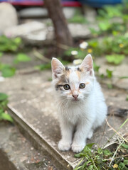 Fototapeta premium baby kitten in the garden