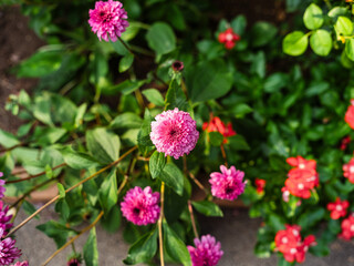 Vivid Pink Flower Blooming in Colorful Garden