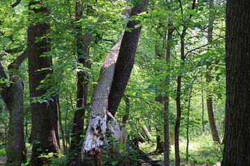 shattered broken tree trunk laying propped on others in bright summer sunshine in dense green...