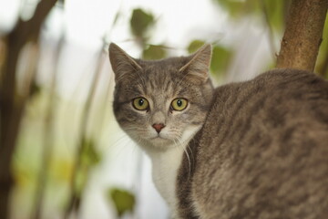 Cat is looking at the camera with its eyes wide open