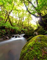Lush forest stream scene (5)