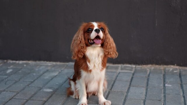 Cute happy cavalier king charles spaniel dog sitting outside on black background, on sidewalk with tongue hanging out. Concept dog walking, pet care.