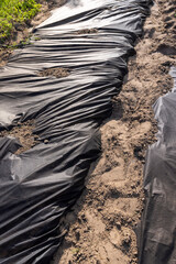 the ground in the field is covered with dense cloth to slow down or kill weeds, black dense mulch to control weeds