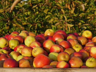 Pile of apples on a wooden table