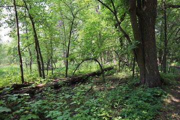 rotting fallen tree trunk fading into dense boreal forest undergrowth in mixed summer shade and sunshine