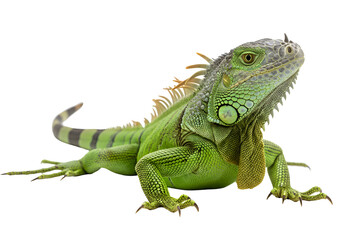 Obraz premium Green Iguana: Reptile, Lizard, Tropical Animal on white background