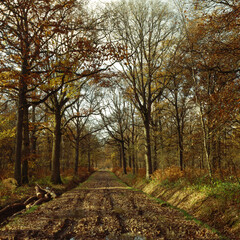 Chêne, Quercus robue, automne, Fôret de Rambouillet,  78, Yvelines, France