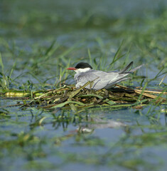 Guifette moustac, nid,
Chlidonias hybrida, Whiskered Tern
