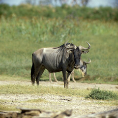 Gnou, Connochaetes taurinus, Parc national d'Amboseli, Kenya