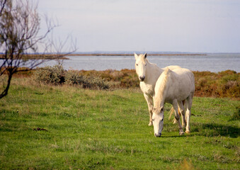 Cheval, race Camarguaise, Camargue, 34, France