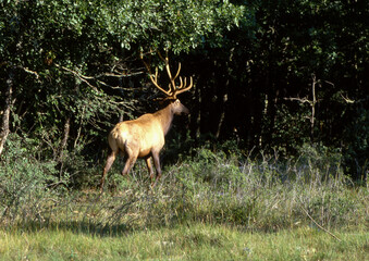 Cerf du Canada, Wapiti, Cervus canadensis, Parc national du Yelowstone, USA