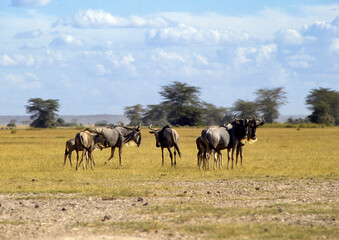 Gnou, Connochaetes taurinus, Parc national d'Amboseli, Kenya