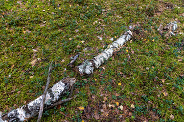 a birch trunk on the grass, a birch trunk that has fallen to the ground in the grass is destroyed by the environment, the autumn season in the wild forest
