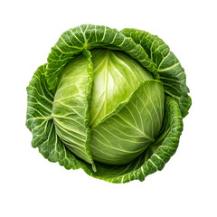 Obraz premium Fresh green cabbage isolated on white background