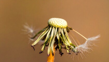 Close-up of a dried dandelion seed head