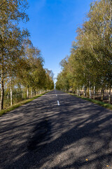Fototapeta premium a highway with trees on the side of the road in the autumn season, tall birches growing along the highway during the autumn leaf fall